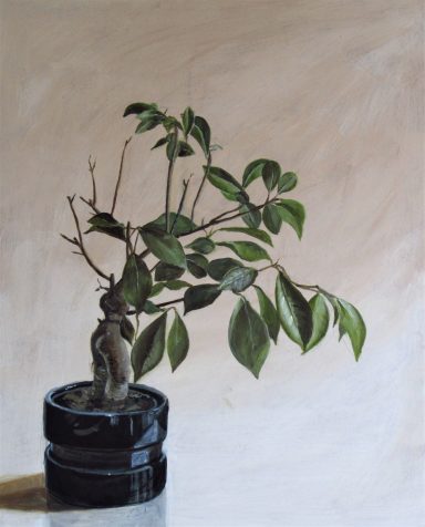 Ginseng Plant - April 2020