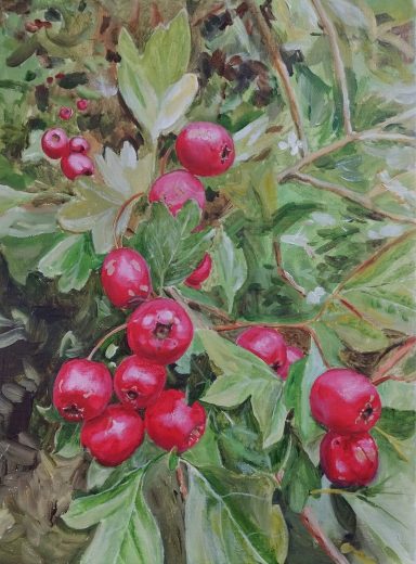 Hawthorn Berries - September 2025