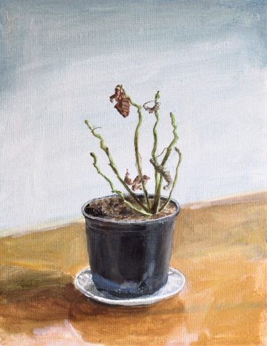 Poinsettia 'Time' 2020