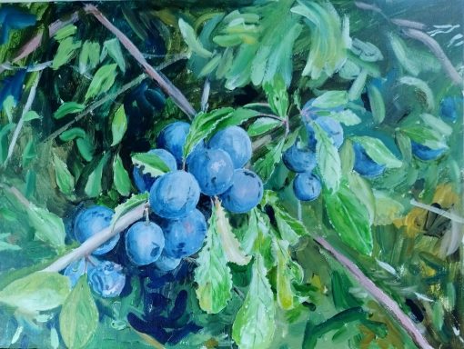Sloe Berries - Autumn 2025