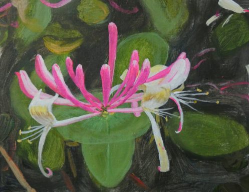 Honeysuckle 2021